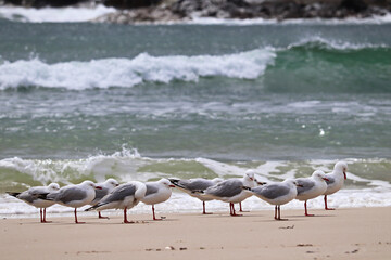 The silver gull (Chroicocephalus novaehollandiae) is the most common gull of Australia. It has been found throughout the continent, but particularly at or near coastal areas.
