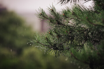 Obraz premium dew on the branches of a tree