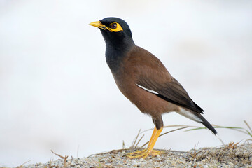 Common myna or Indian myna, Acridotheres tristis