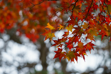 モミジの紅葉