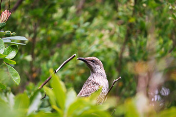 Fototapeta premium The little wattlebird (Anthochaera chrysoptera), also known as the brush wattlebird, is a passerine bird in the honeyeater family Meliphagidae. It is found in coastal and south-eastern Australia