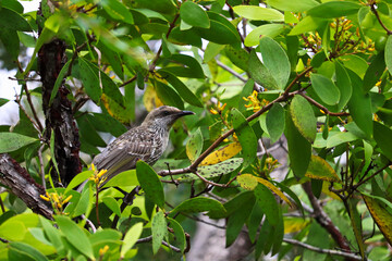The little wattlebird (Anthochaera chrysoptera), also known as the brush wattlebird, is a passerine bird in the honeyeater family Meliphagidae. It is found in coastal and south-eastern Australia