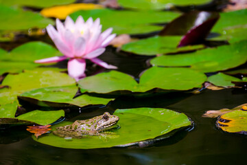 Frog and water flower on a pond in summer