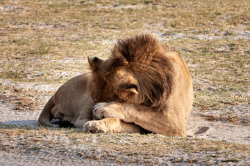 Liegender Löwe der sein Gesicht hinter den Pfoten versteckt
