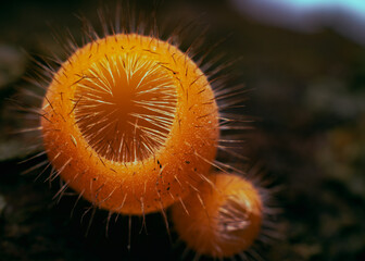 orange fungus in nature