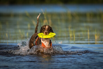 Spanish Water Dog is playing with a frisbbee in the water during summer