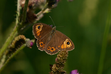 Braunauge (Lasiommata maera) 