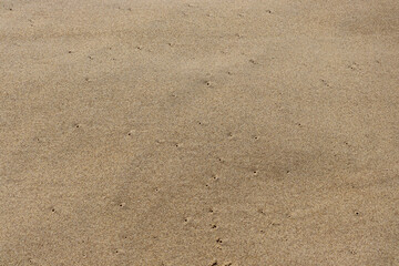 Small crab holes in wet sand on Australian Beach