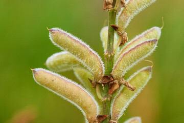 Samenstände einer Lupine 