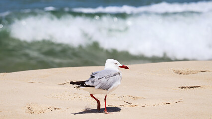 The silver gull (Chroicocephalus novaehollandiae) is the most common gull of Australia. It has been found throughout the continent, but particularly at or near coastal areas.