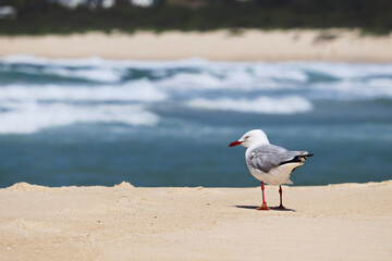 The silver gull (Chroicocephalus novaehollandiae) is the most common gull of Australia. It has been found throughout the continent, but particularly at or near coastal areas.