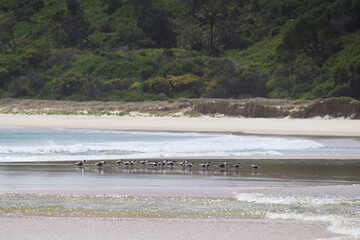 Flock of Sea Gulls on the Fingal Spit at low tide on a sunny summer day.