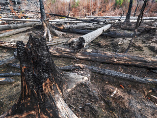 The burnt forest above Hrensko town. The burnt out hollow of  tree trunk - 552777772