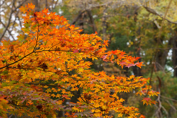 モミジの紅葉