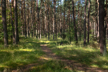 View of the coniferous pine forest at the foot of the Efa height (Walnut Dune) on a sunny summer day, Curonian Spit, Kaliningrad region, Russia