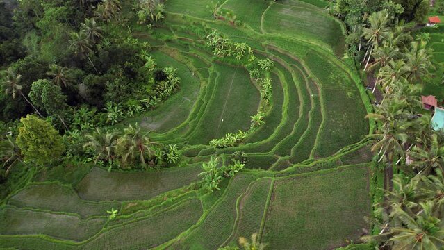 Rounded terraces of rice fields, aerial shot of Bali landscapes. Green paddies of moon-like shape flooded with water, some buildings seen above. Forested ravine at bottom of hill