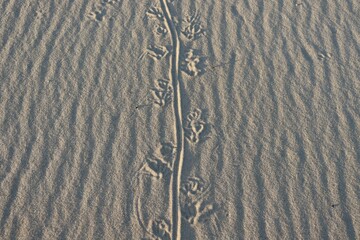 Goanna or Lace Monitor tracks through the sand at Fingal Bay, NSW, Australia. A goanna is any one of several species of lizards of the genus Varanus found in Australia and Southeast Asia.