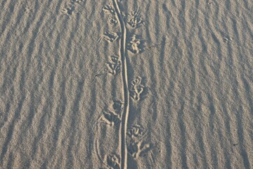 Goanna or Lace Monitor tracks through the sand at Fingal Bay, NSW, Australia. A goanna is any one...