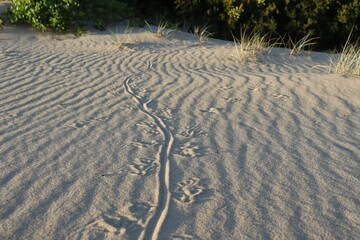 Goanna or Lace Monitor tracks through the sand at Fingal Bay, NSW, Australia. A goanna is any one of several species of lizards of the genus Varanus found in Australia and Southeast Asia.