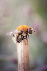 Narcissus bulb fly on a straw