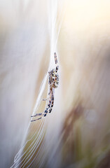 Wasp spider from the side