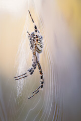 Wasp spider in the middle of the web