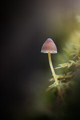 Macro mushroom with magic light