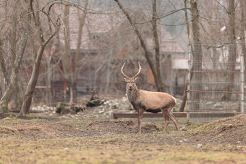 Red deer is one of the largest deer species, and they are relatively easy to identify. Mighty majestic stag is shown in full glory as he stalks along on a grassy field