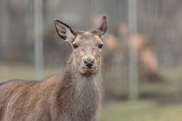 Red deer is one of the largest deer species, and they are relatively easy to identify.  A male red deer is called a stag or hart, and a female is called a hind