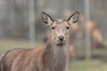 Horned stag walk through the forest woods. Red deer stag (Cervus elaphus) with hinds in the background seen during the annual rutting season