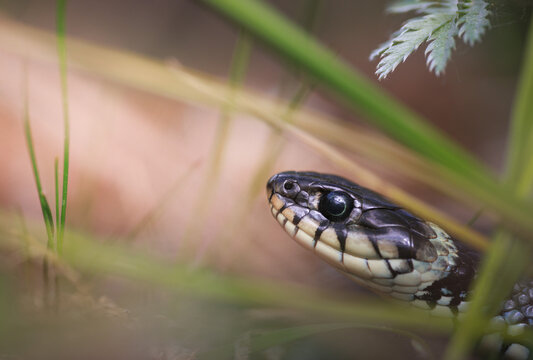 The head of a grass snake