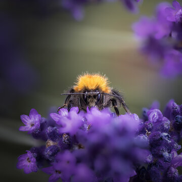 Headshot of a bumblebee on blue lavender