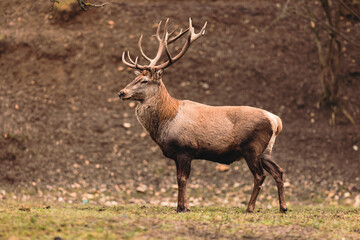 Stag portrait who sits regally in his natural habitat. Stag or deer could really have a full set of antlers. Hunter in the woods, hunt for deer or other stags
