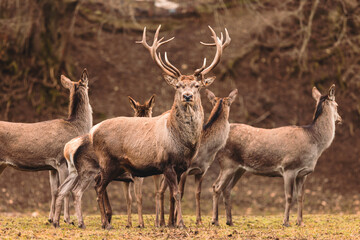 Obraz premium Stag portrait who sits regally in his natural habitat. Stag or deer could really have a full set of antlers. Hunter in the woods, hunt for deer or other stags 