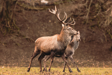 Stag portrait who sits regally in his natural habitat. Stag or deer could really have a full set of...
