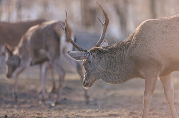 Stag portrait who sits regally in his natural habitat. Stag  or deer could really have a full set of antlers. Hunter in the woods, hunt for deer or other stags