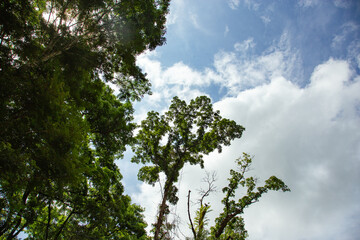 Fototapeta premium Treetops under the blue sky