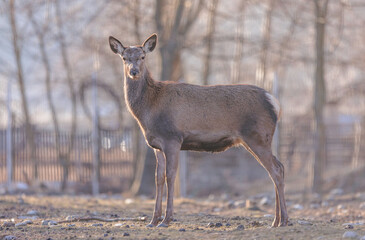 Stag portrait who sits regally in his natural habitat. Stag  or deer could really have a full set of antlers. Hunter in the woods, hunt for deer or other stags
