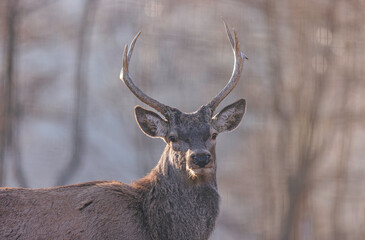 Stag portrait who sits regally in his natural habitat. Stag  or deer could really have a full set of antlers. Hunter in the woods, hunt for deer or other stags