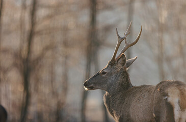 Stag portrait who sits regally in his natural habitat. Stag  or deer could really have a full set of antlers. Hunter in the woods, hunt for deer or other stags