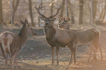 Stag portrait who sits regally in his natural habitat. Stag  or deer could really have a full set of antlers. Hunter in the woods, hunt for deer or other stags