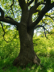 old oak tree