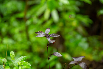 A dark opal basil plant shoots