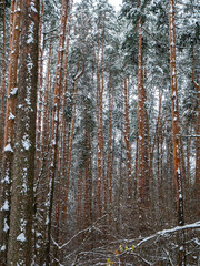 pine forest in winter