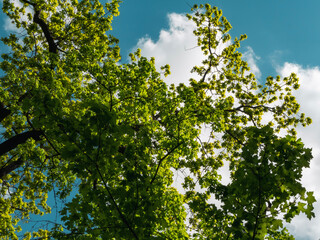 Fototapeta premium leaves against blue sky