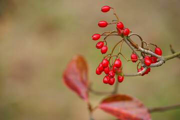 ハクサンボクの実