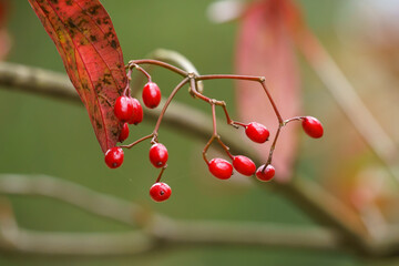 ハクサンボクの実