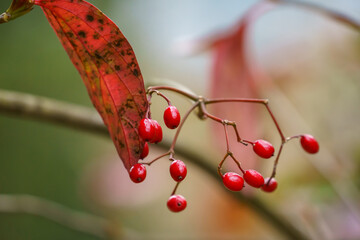 ハクサンボクの実