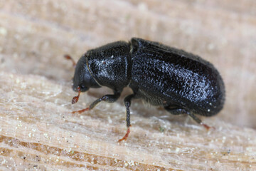 Lesser pine shoot beetle,
Tomicus minor. The bark beetle, Scolytinae, Scolytidae a pest in coniferous forests.