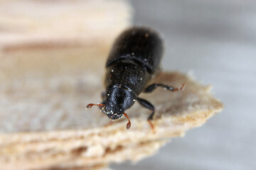 Lesser pine shoot beetle,
Tomicus minor. The bark beetle, Scolytinae, Scolytidae a pest in...